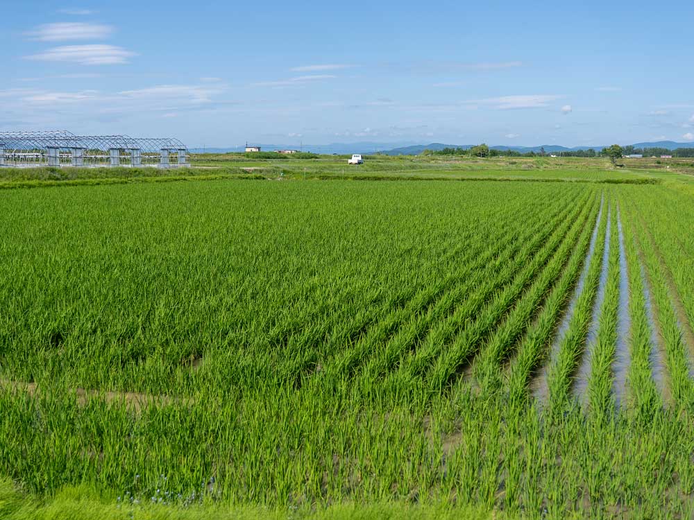 管理された水田の畦畔
