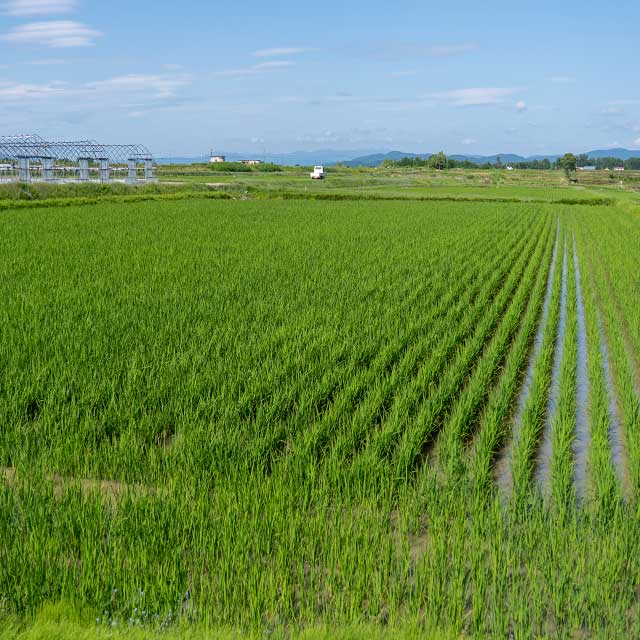 スギナ畦畔